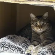 げんくん