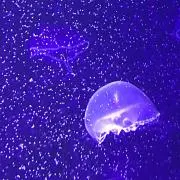 あたっくま
