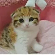 ＊なつめ＊必読＊値下げセール中です＊の画像