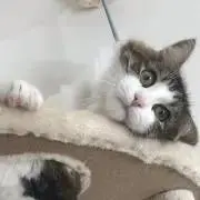 睦月の画像