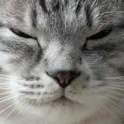 ライの画像