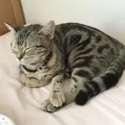 おうすい