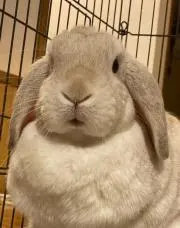 さとう。の画像