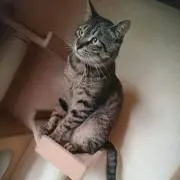 どんの画像