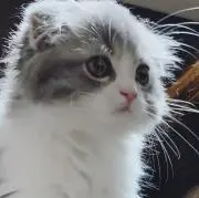 mofu☆の画像