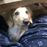 reoreo