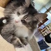 おるの画像