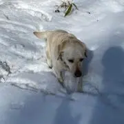 ぽんの画像