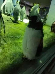 moの画像