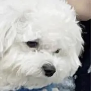 ♛の画像