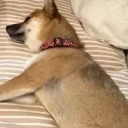 ゆう