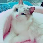 にゃおの画像