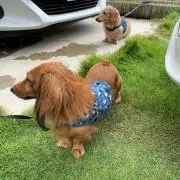 なーしー