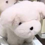 みゃの画像