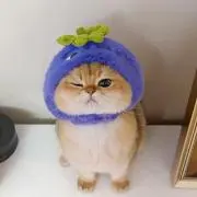 Miraraの画像