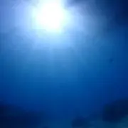 ウェイキーの画像