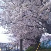 ヒデ