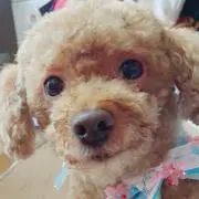 ちゃろっこ