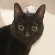 こてちゅ