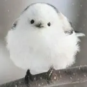 のとの画像