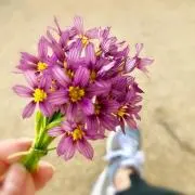 acchanの画像