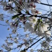 ろんの画像