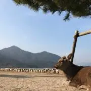 h.r.aaの画像
