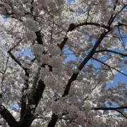 maamiの画像