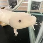 yoshiの画像
