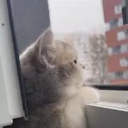 ദ്ദി^._.^)の画像