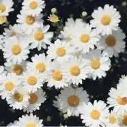 susuの画像