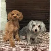 トト&シュシュの画像