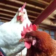 梅子とキャサリンの画像
