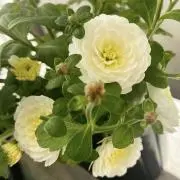 daysの画像