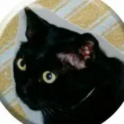 シュヴァルツカッツの画像