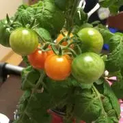 mozzの画像