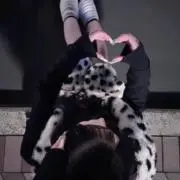 ルの画像