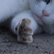 実写映画化 2冊セット 今村昌弘・東野圭吾 - メルカリ