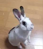 ぶん太の画像