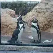 はぐみの画像
