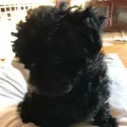 susuの画像