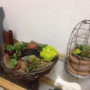 よっしーの画像