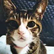 愛ねこ　チロの画像