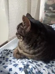 クロゆりの画像