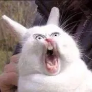 にたみんの画像