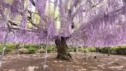 なずな※匿名配送の画像