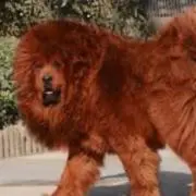 チベたんの画像