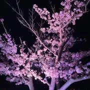 J Jの画像