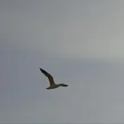 キャン玉の画像