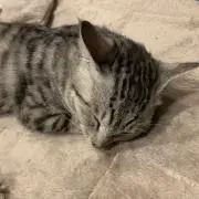 ポチョムキン